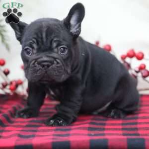 Mocha, French Bulldog Puppy